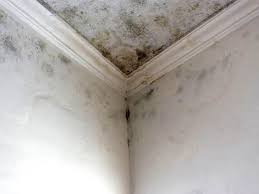 Why You Should Choose Our Mold Remediation Services in Buckhead Ridge, FL